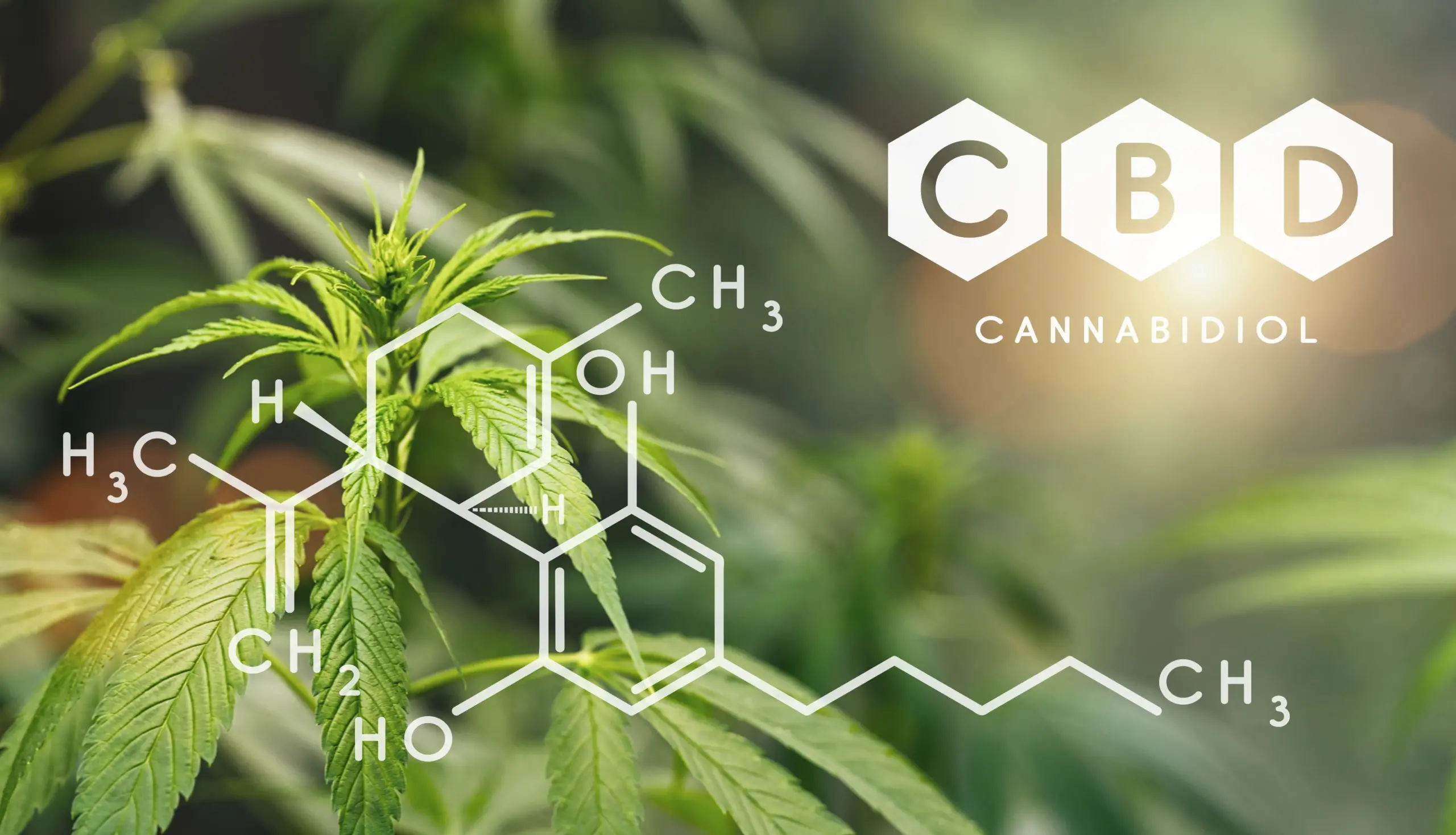 اثرات CBD چقدر در بدن باقی می ماند