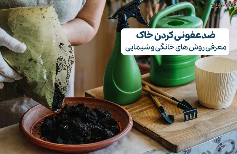 ۶ روش ضدعفونی کردن خاک گلدان