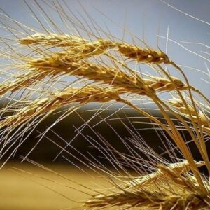 بهترین کود برای افزایش تناژ گندم