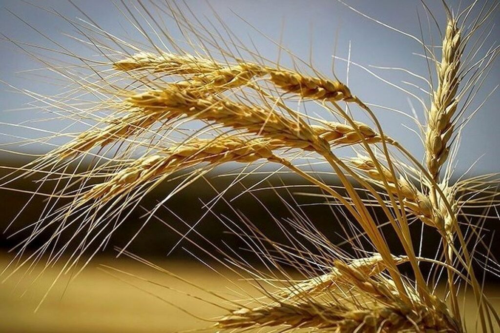 بهترین کود برای افزایش تناژ گندم