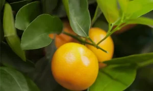 سیتروس سیننسیس