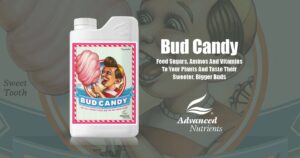 فروش کود باد کندی ادونس BUD CANDY