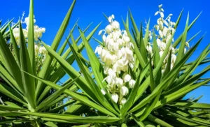 رازهای نگهداری گیاه یوکا