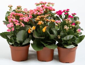 کاشت و نگهداری گیاه کالانکوئه