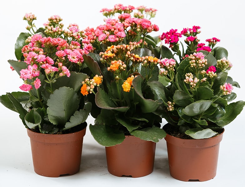کاشت و نگهداری گیاه کالانکوئه
