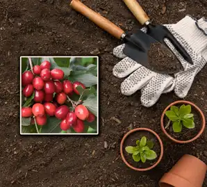 روش کاشت نهال زغال اخته [راهنمای کامل]