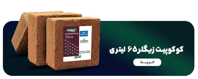 کوکوپیت